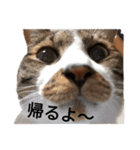 ねこちゃん (=^・^=)（個別スタンプ：15）