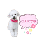 しぇりここreal（個別スタンプ：1）