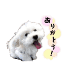 しぇりここreal（個別スタンプ：2）