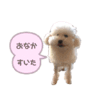 しぇりここreal（個別スタンプ：5）