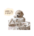 しぇりここreal（個別スタンプ：7）