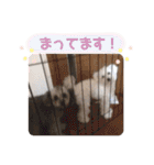 しぇりここreal（個別スタンプ：8）