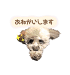 しぇりここreal（個別スタンプ：9）