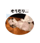 しぇりここreal（個別スタンプ：15）
