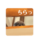 しぇりここreal（個別スタンプ：20）