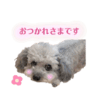 しぇりここreal（個別スタンプ：22）