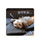 しぇりここreal（個別スタンプ：24）