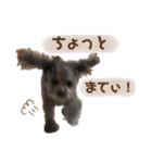 しぇりここreal（個別スタンプ：25）