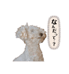 しぇりここreal（個別スタンプ：26）