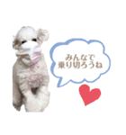 しぇりここreal（個別スタンプ：28）