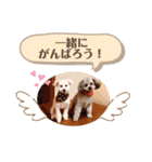 しぇりここreal（個別スタンプ：29）