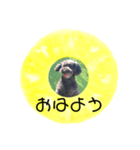 フルーツプードル♡ぱいんしゃな挨拶編（個別スタンプ：1）
