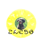 フルーツプードル♡ぱいんしゃな挨拶編（個別スタンプ：3）