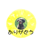 フルーツプードル♡ぱいんしゃな挨拶編（個別スタンプ：9）