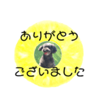 フルーツプードル♡ぱいんしゃな挨拶編（個別スタンプ：11）