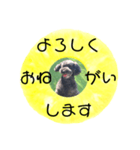 フルーツプードル♡ぱいんしゃな挨拶編（個別スタンプ：13）
