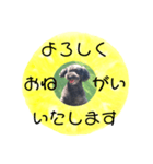 フルーツプードル♡ぱいんしゃな挨拶編（個別スタンプ：14）