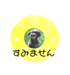 フルーツプードル♡ぱいんしゃな挨拶編（個別スタンプ：19）