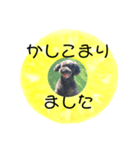 フルーツプードル♡ぱいんしゃな挨拶編（個別スタンプ：23）