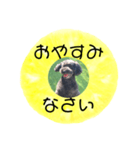 フルーツプードル♡ぱいんしゃな挨拶編（個別スタンプ：34）