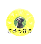 フルーツプードル♡ぱいんしゃな挨拶編（個別スタンプ：35）