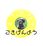 フルーツプードル♡ぱいんしゃな挨拶編（個別スタンプ：37）