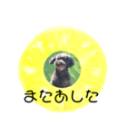 フルーツプードル♡ぱいんしゃな挨拶編（個別スタンプ：38）