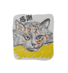 ニャンとわん（個別スタンプ：8）