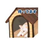 いぬ(ねこ) の日常敬語（個別スタンプ：11）