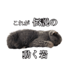 まいきゃっと甲府スタンプ 第3弾♪（個別スタンプ：5）