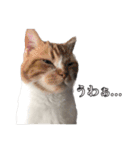 まいきゃっと甲府スタンプ 第3弾♪（個別スタンプ：6）