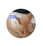 猫とあれこれ。（個別スタンプ：2）