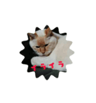 猫とあれこれ。（個別スタンプ：5）