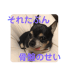中二病整体師の犬（個別スタンプ：2）