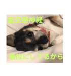 中二病整体師の犬（個別スタンプ：3）