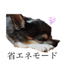 中二病整体師の犬（個別スタンプ：5）