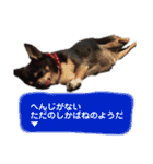 中二病整体師の犬（個別スタンプ：6）