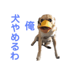 中二病整体師の犬（個別スタンプ：7）