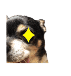 中二病整体師の犬（個別スタンプ：8）