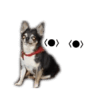 中二病整体師の犬（個別スタンプ：9）