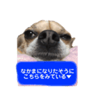 中二病整体師の犬（個別スタンプ：10）