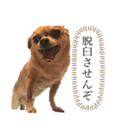 中二病整体師の犬（個別スタンプ：11）