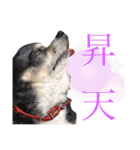 中二病整体師の犬（個別スタンプ：12）