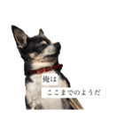 中二病整体師の犬（個別スタンプ：16）