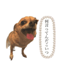 中二病整体師の犬（個別スタンプ：18）