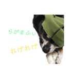 中二病整体師の犬（個別スタンプ：19）