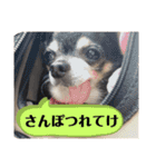 中二病整体師の犬（個別スタンプ：20）