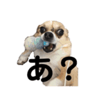 中二病整体師の犬（個別スタンプ：21）