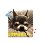 中二病整体師の犬（個別スタンプ：22）