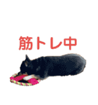 中二病整体師の犬（個別スタンプ：23）